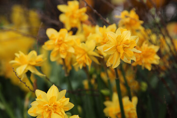 flowers yellow daffodils in the garden, blurred floral background