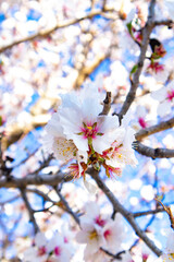 Fiori di ciliegio vicino al castello di Burgos, provincia di Sassari, Sardegna