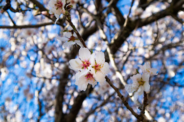 Fiori di ciliegio vicino al castello di Burgos, provincia di Sassari, Sardegna