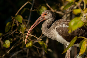 White Ibis