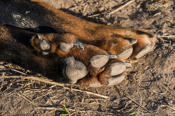 Big Beauceron dog paws close up background