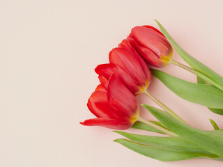 Red tulip with leave on a white background