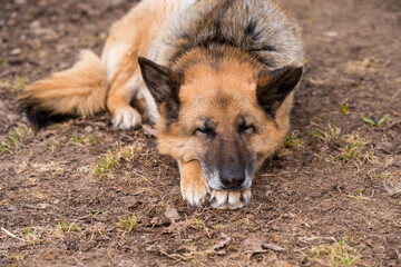 Sleeping german shepherd dog outdoor on ground