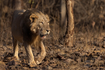 Asiatic lion. click at Gir National Park, Junagadh (India)