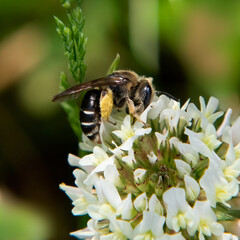 Bee and flower, Ocean View Farm Reserve, Dartmouth, Massachusetts
