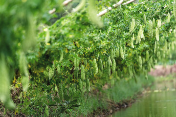 big bitter gourd or bitter cucumber hanging grown on wooden fence in a farm at sunny. Green background photo
