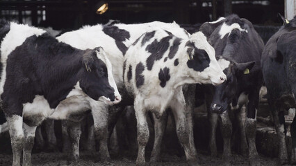 複数の牛（cow）