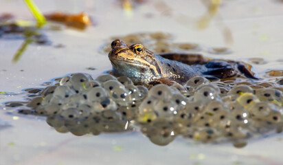 European Common brown Frog with eggs