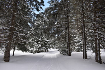 A snowmobile trail, Sainte-Apolline, Québec, Canada