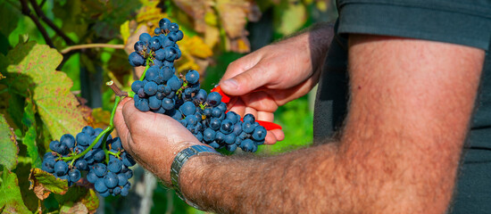 Naklejka na ściany i meble Weinernte