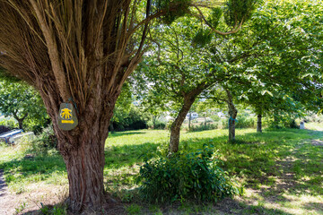 カミーノ　サンティアゴへの道