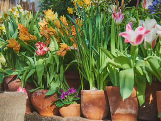 Many ceramic pots with spring flowers are arranged in a row.