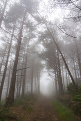 Obraz premium カミーノ サンティアゴへの道