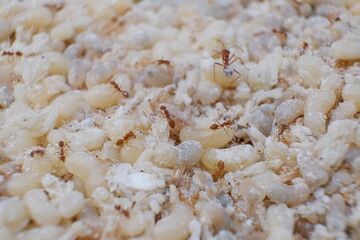 Red ant eggs in talcum powder