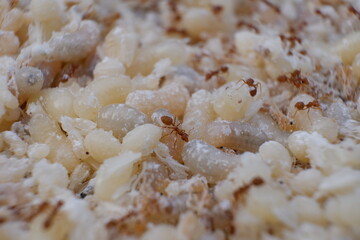 Red ant eggs in talcum powder