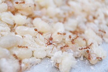 Red ant eggs in talcum powder