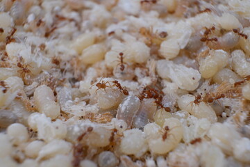 Red ant eggs in talcum powder