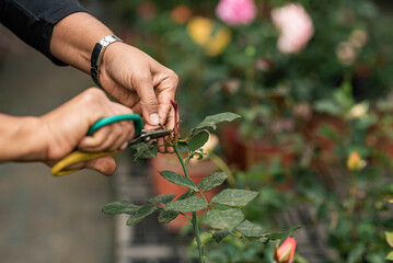 Unknown person pruning a rose plant in the garden 
