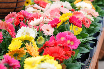 Blurry Red Yellow colour Gerbera daisy. Gerbera plant in pot on the table.