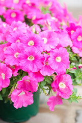 Blur focus Petunia, Petunias in the tray,Petunia in the pot