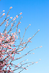 Pink almond flower in full bloom on the tree  bunch against blue sky in the spring. Beautiful flower background