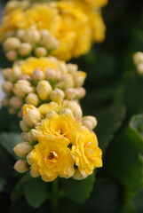 Kalanchoe plant with yellow flowers, Kalanchoe blossfeldiana