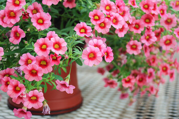 Petunia, Petunias in the tray,Petunia in the pot