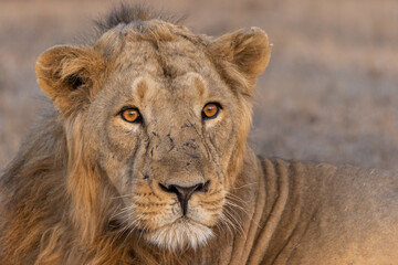 Fototapeta na wymiar Asiatic lion Male Portrait. (Click at Gir National Park Junagadh, India)