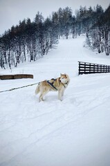 Sled dog