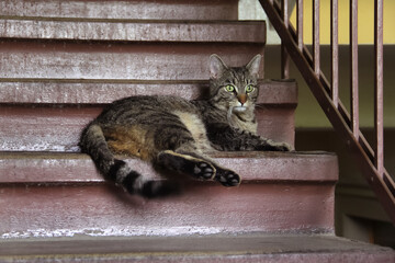 Junge Katze liegt wartet auf Treppe im unsanierten Treppenhaus - 491243585
