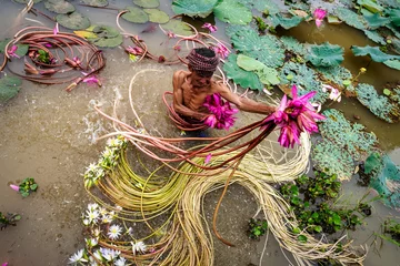 Keuken spatwand met foto Old man vietnamese picking up the beautiful pink lotus in the lake at an phu, an giang province, vietnam, culture and life concept © Songkhla Studio