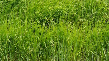 Country side green grass field