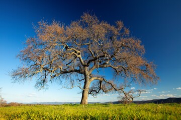 Large bare tree under blue sky at Cabaneros National Park, Spain