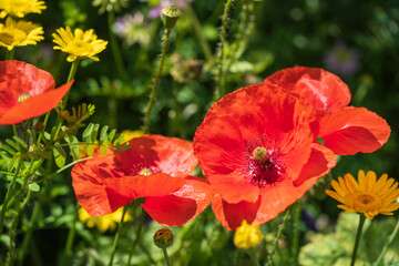 Macro of a large red poppy flower against a blurred green background 