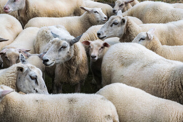 View of a flock of sheep at the North Sea in Germany 