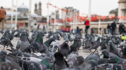 Fototapeta premium 鳩の大群