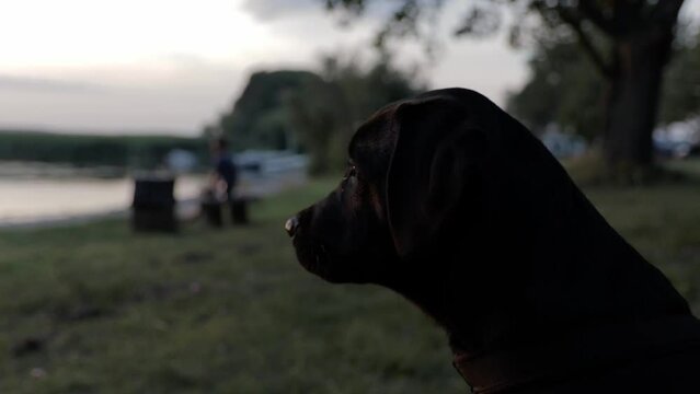 cute little labrador dogo canario mix puppy enjoying the summer sunset