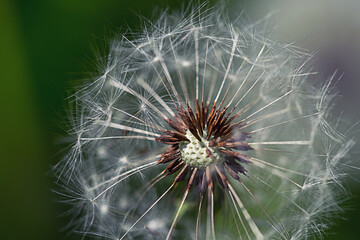 Bud of a dandelion. Dandelion white flower in green grass close up view