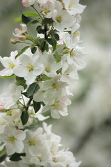 Background of white apple tree blossoms. Vertical frame. High quality photo
