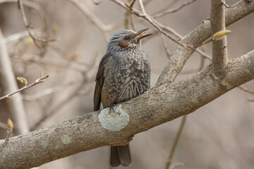 太い幹の上で鳴くヒヨドリ