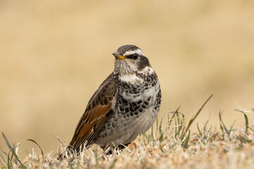 緩やかな芝の丘に佇むツグミ