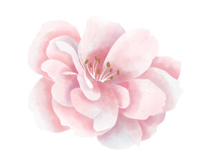 Watercolor Pink Flower. Hand painted illustration of blooming rose on white isolated background. Botanical drawing for wedding invitation