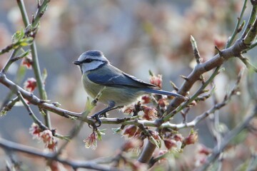 Mésange bleue et amandier
