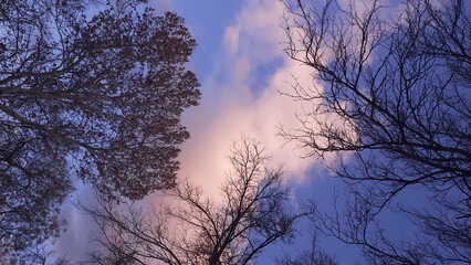 two wreaths of trees seen on a phoenix in the deep sky cloud