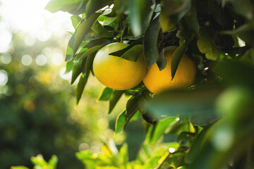 Grapefruits on the tree © blackday