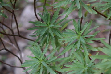 Close-up of the foliage of a tree spurge plant (Euphorbia dendroides)
