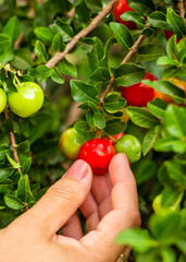 Mulher colhendo Acerola madura da árvore, fruta tropical brasileira mais alta em vitamina C