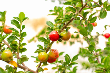 Acerola pendurada na árvore, fruta tropical brasileira mais alta em vitamina C