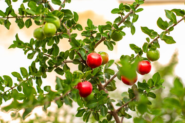 Acerola pendurada na árvore, fruta tropical brasileira mais alta em vitamina C