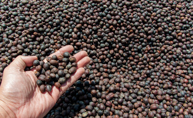 coffee bean business